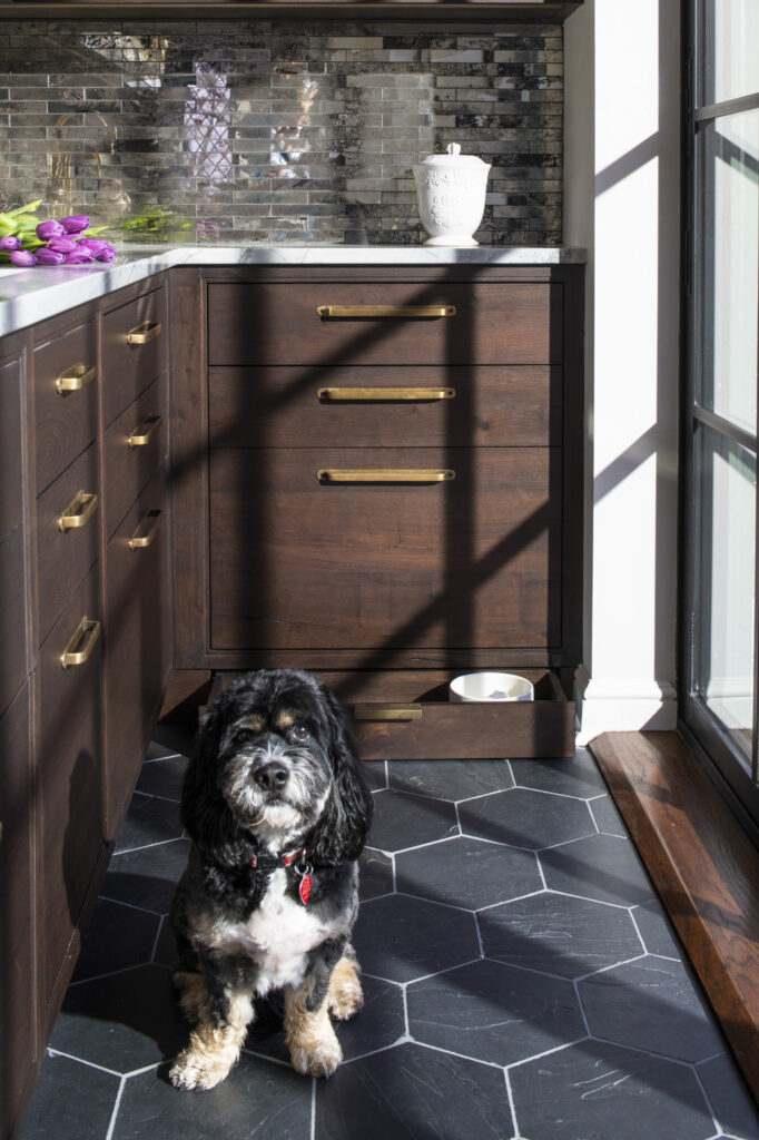 dog with dish drawer